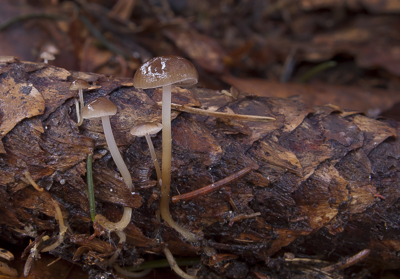 Strobilurus esculentus